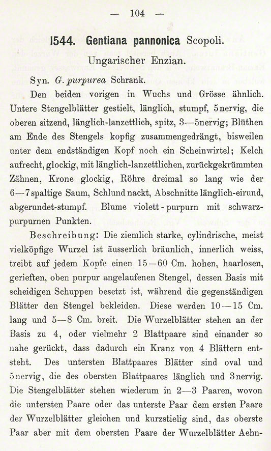 Pannonischer Enzian